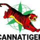 Cannatiger